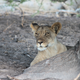 Lion cub (duh) - Botswana.